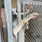 Dog Reaches Paw Out To Anyone Passing Shelter Kennel Hoping To Be Noticed